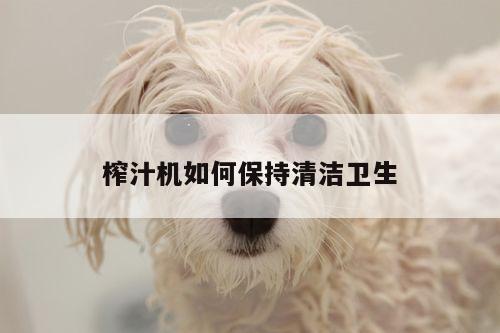 beat365平台：榨汁机如何保持清洁卫生